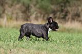 BOULEDOGUE FRANCAIS 578